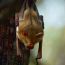 Image of Commerson's Leaf-nosed Bat