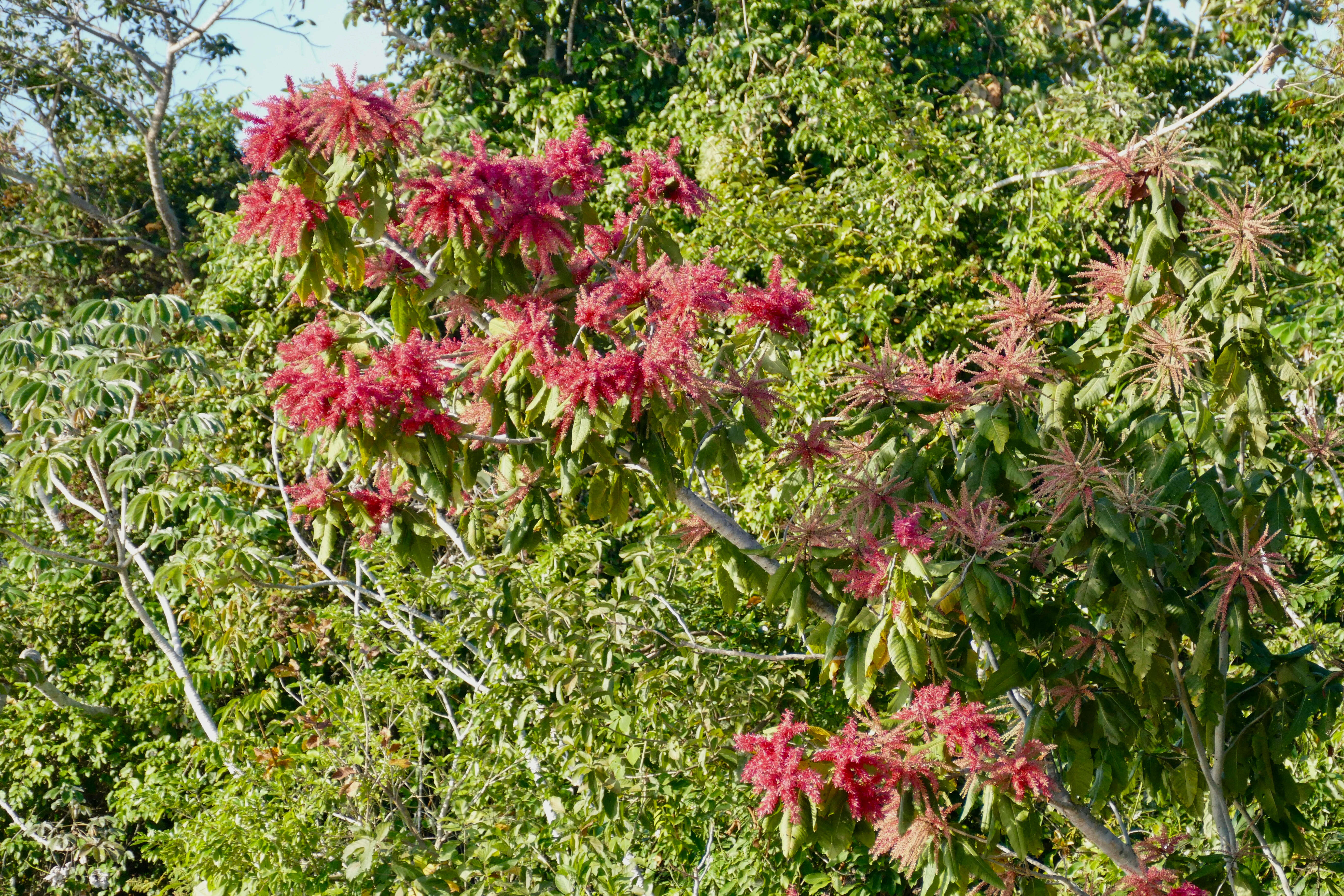 Image of ant tree