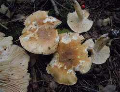 Imagem de Hygrophorus nemoreus (Pers.) Fr. 1838