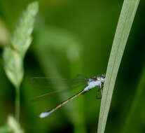 Image of Common Emerald Damselfly