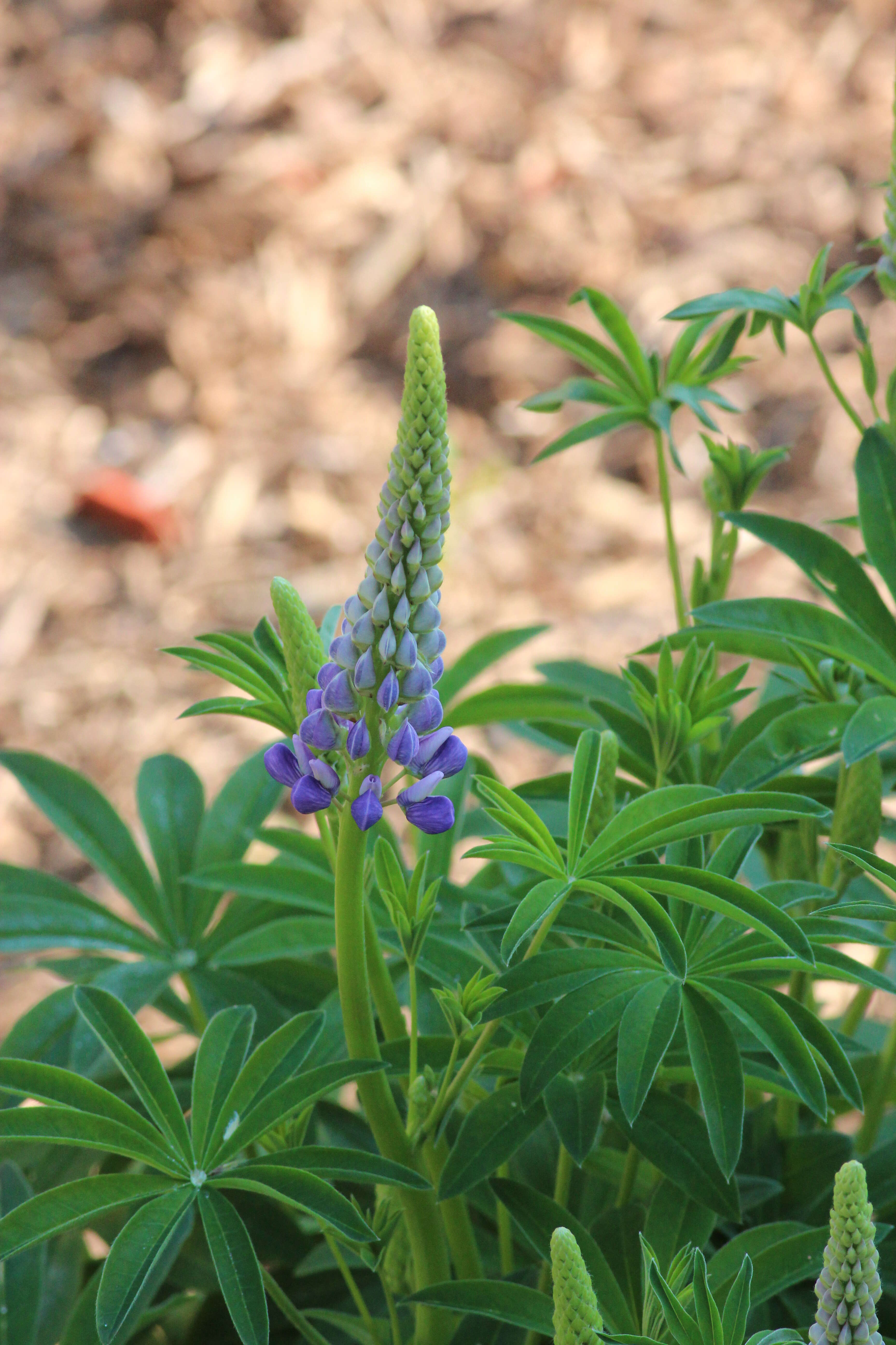 Image of big-leaved lupine