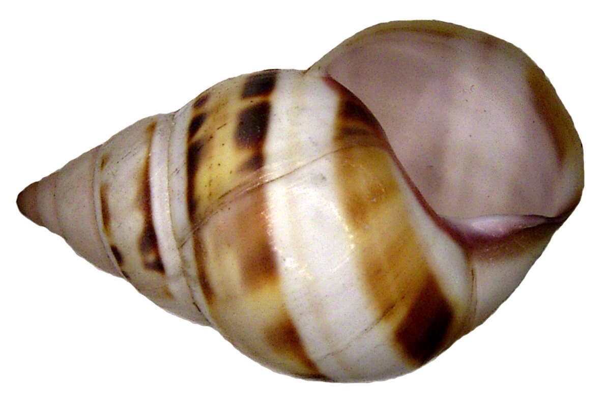 <i>Liguus fasciatus castaneozonatus</i> resmi