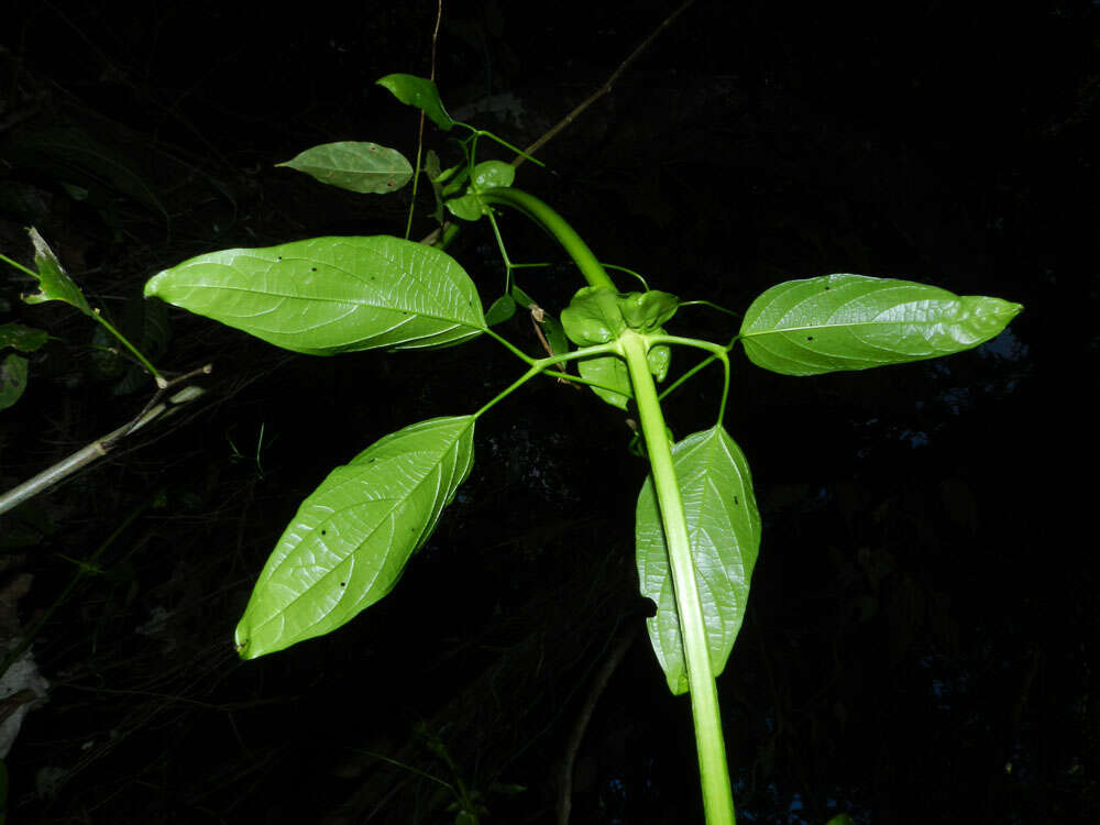 Imagem de Bignonia hyacinthina (Standl.) L. G. Lohmann