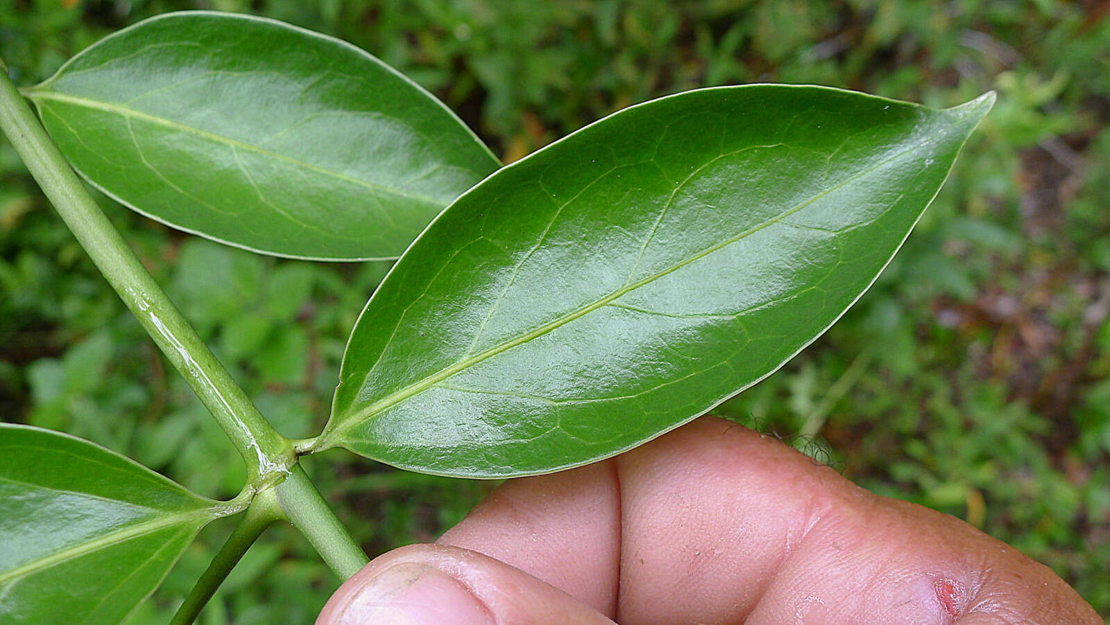 Image of West Indian milkberry