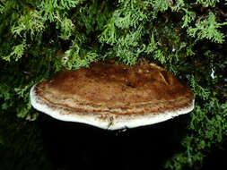 Image of Sphaerophoraceae