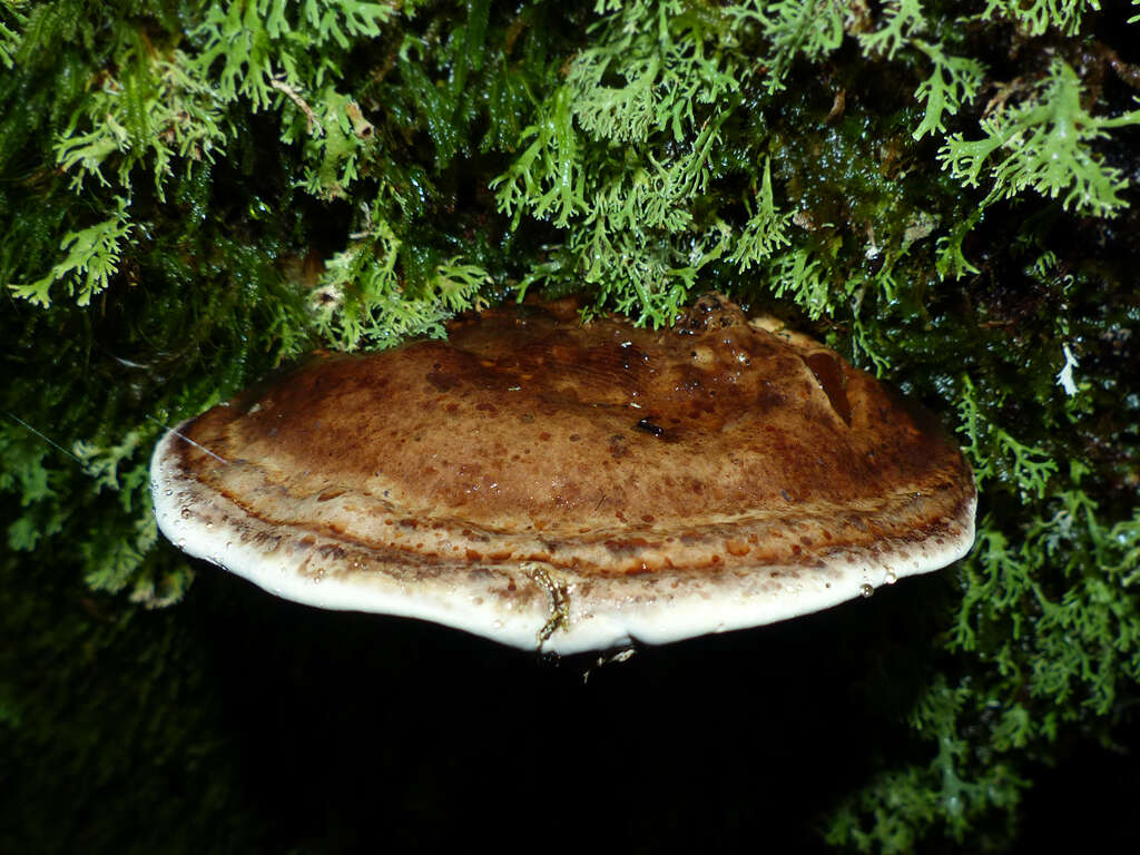 Image of Sphaerophoraceae