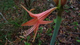 Слика од Hippeastrum stylosum Herb.