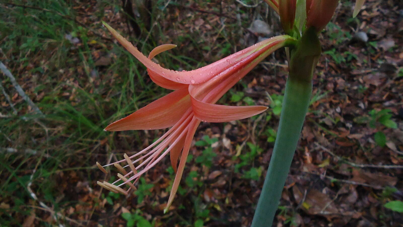 Слика од Hippeastrum stylosum Herb.