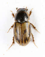 Image of Aphodius sticticus