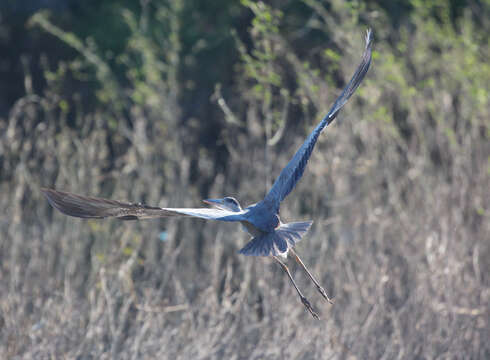 Image of Grey Heron