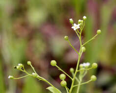 Image of seaside brookweed