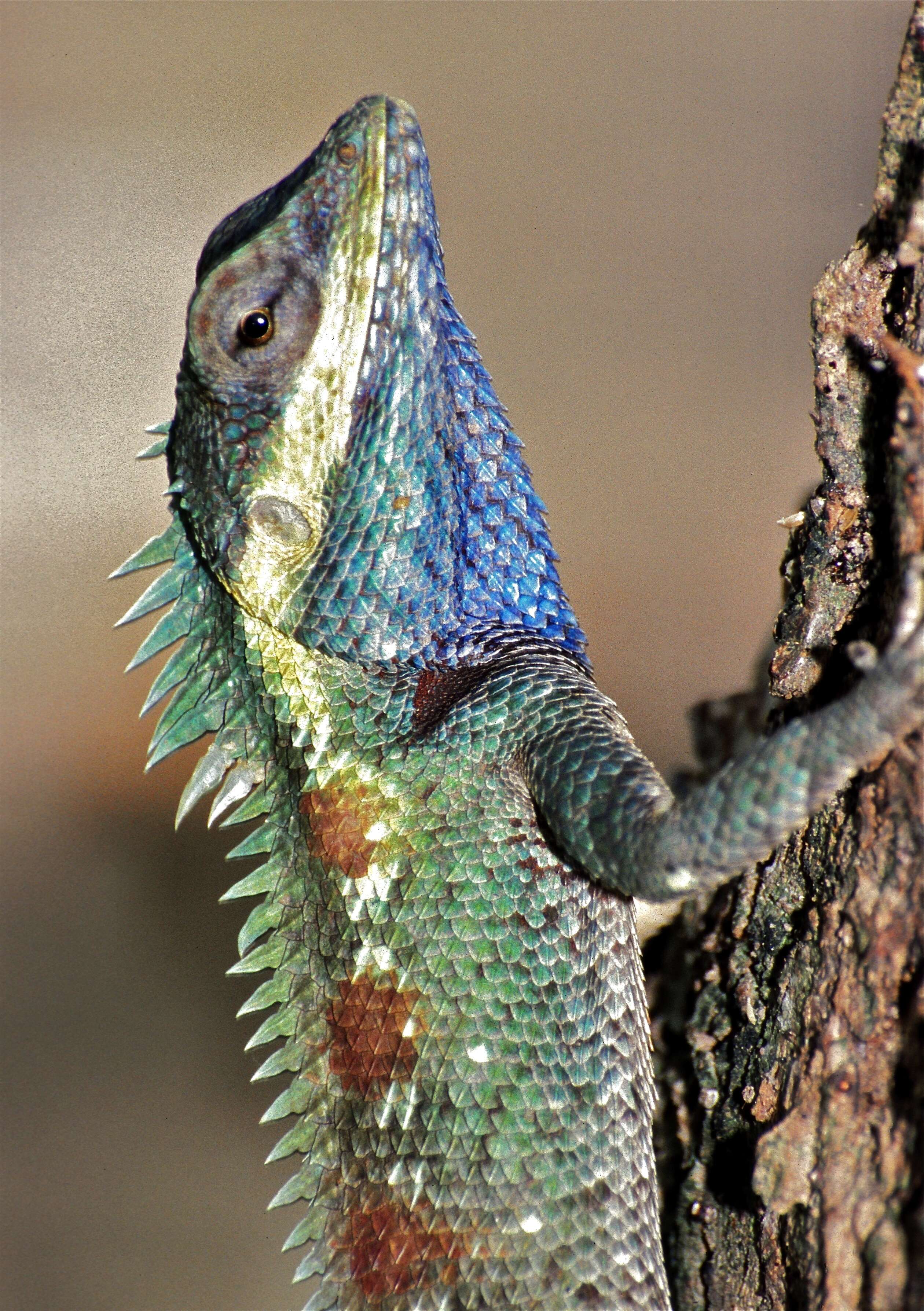 Image of Blue crested lizard