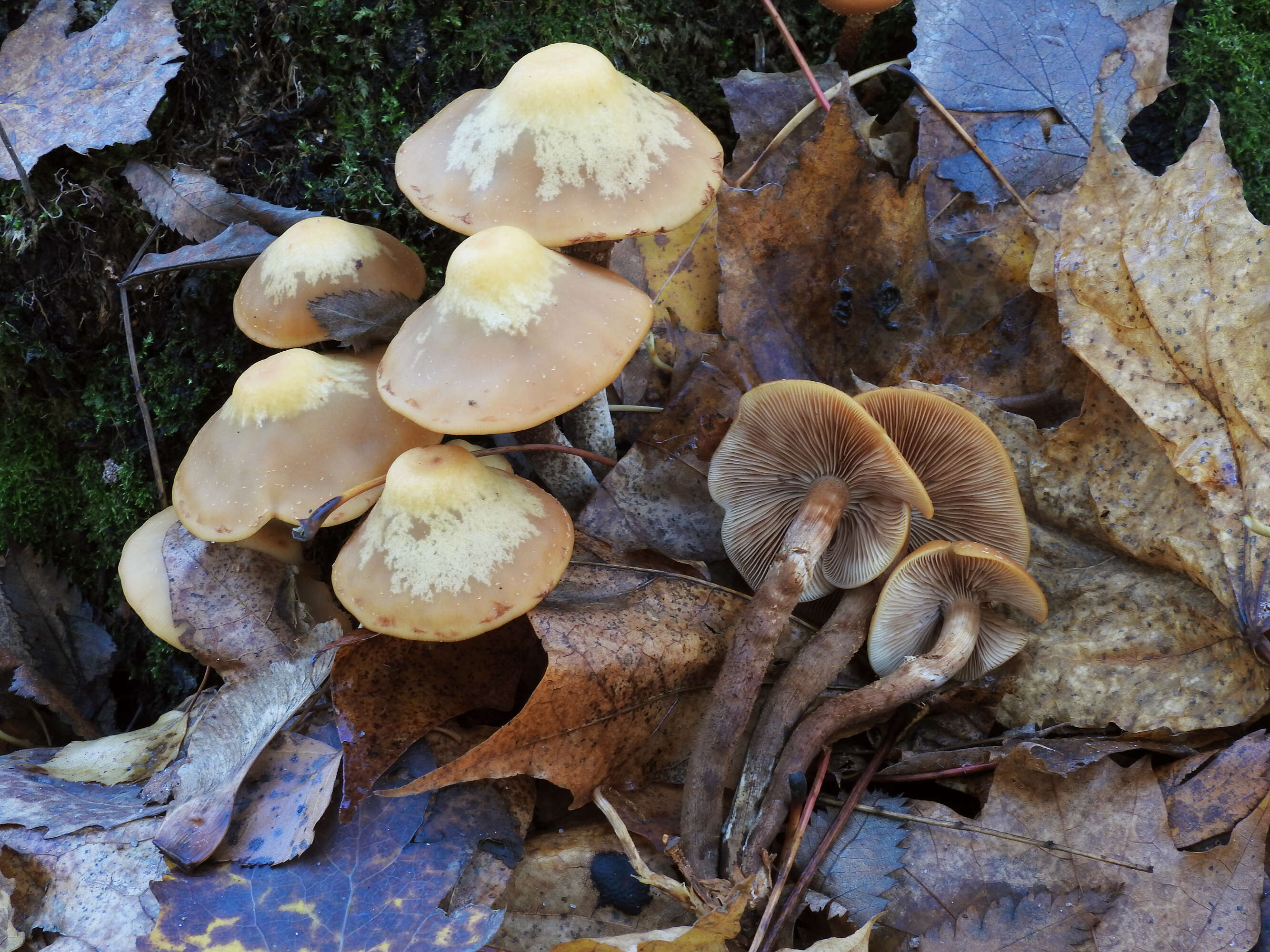 Image of Kuehneromyces