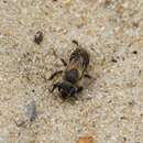 Image of Andrena argentata Smith 1844