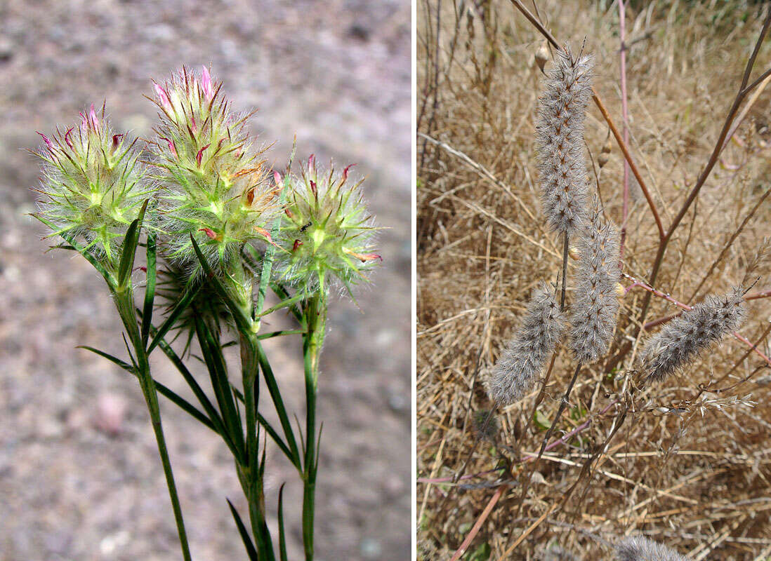 Image of Narrow Clover