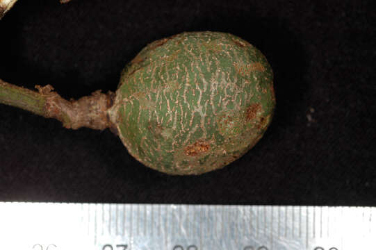 Salacia opacifolia (J. F. Macbride) A. C. Sm.的圖片