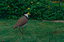 Image of Masked Lapwing