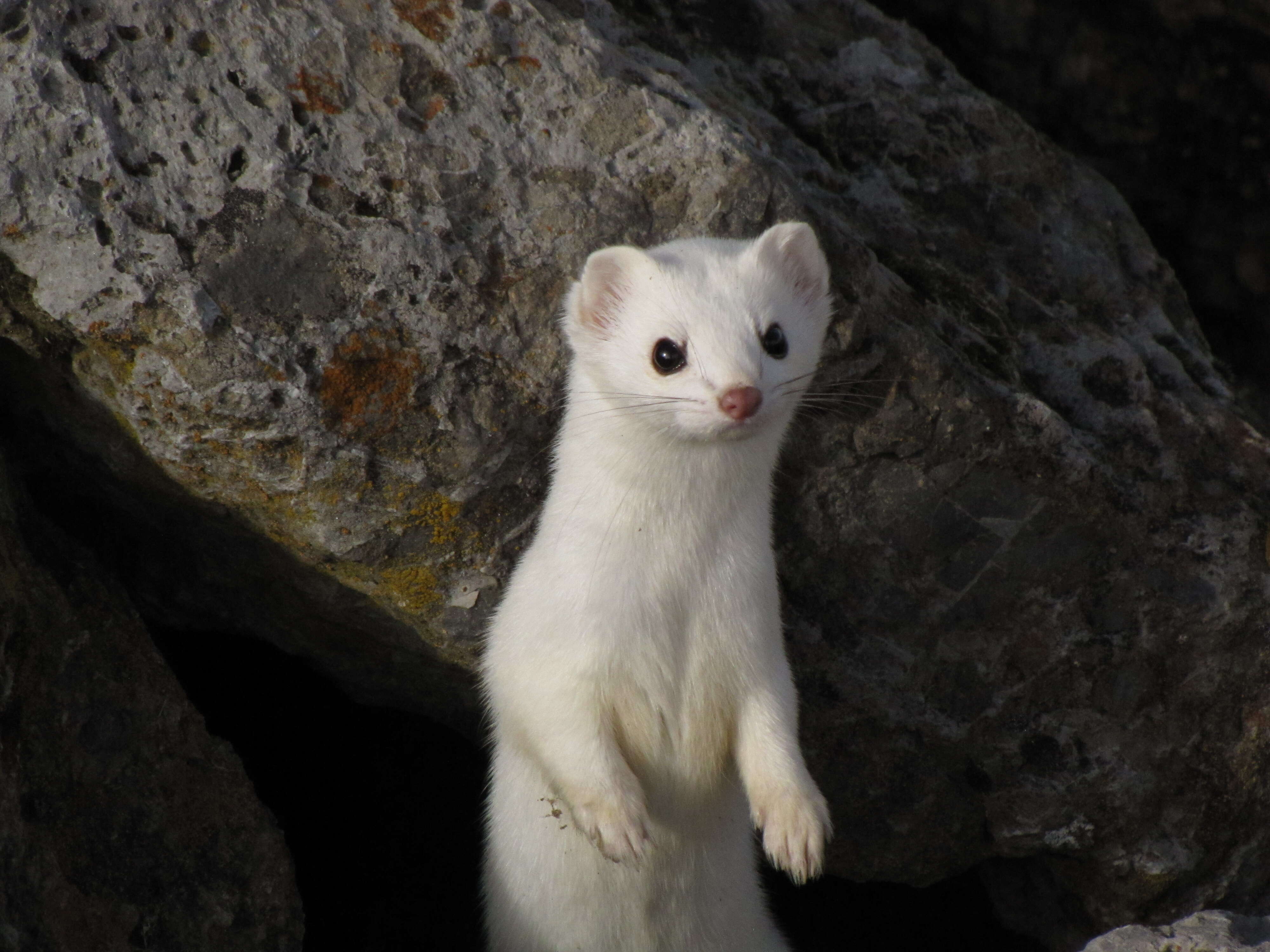 Image of Long-tailed Weasel