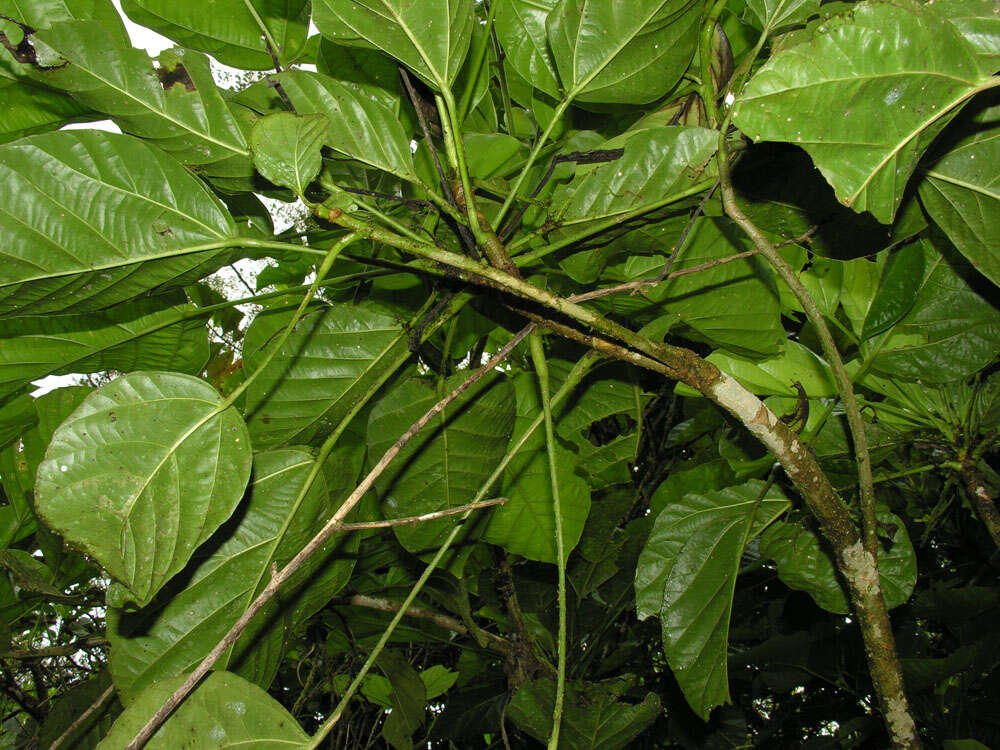 Image of Dendropanax sessiliflorus (Standl. & A. C. Sm.) A. C. Sm.