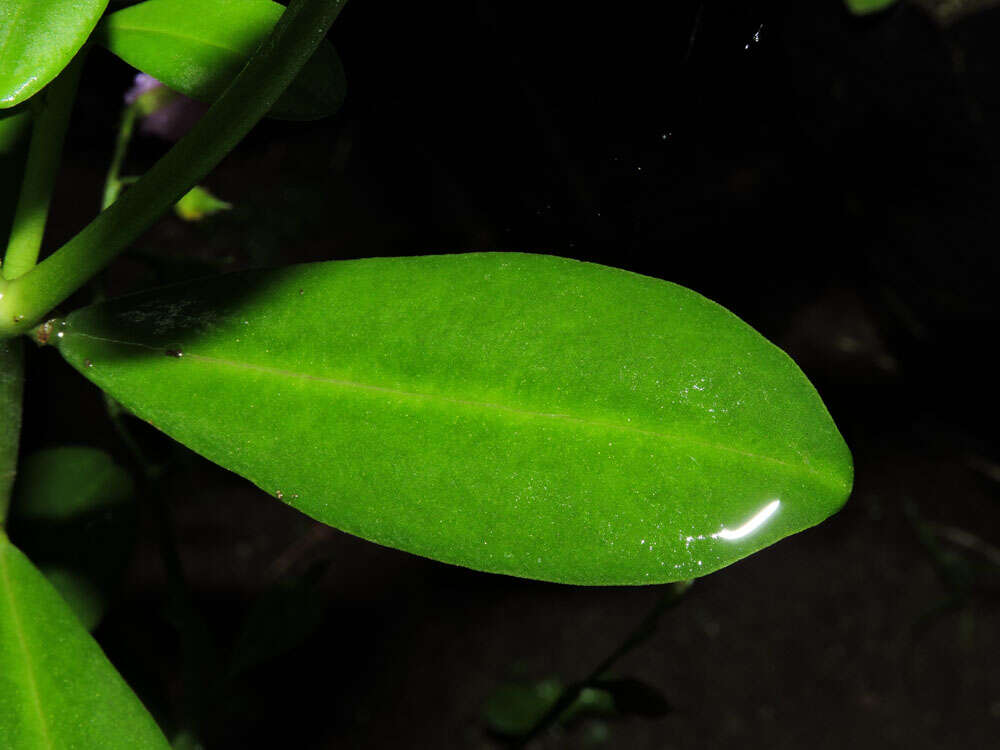 Image of Ceylon spinach