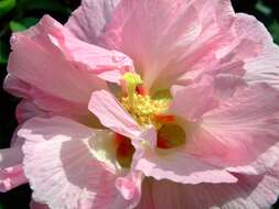 Image of hollyhock