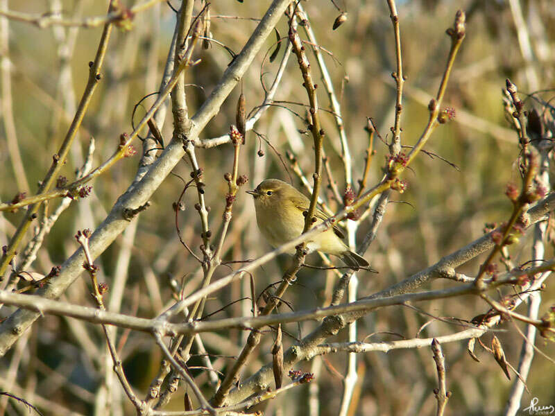 Image of Phylloscopidae