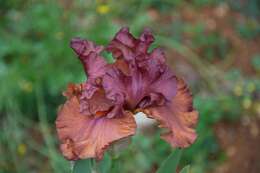 Image of Iridaceae