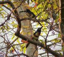 Image of Aracari