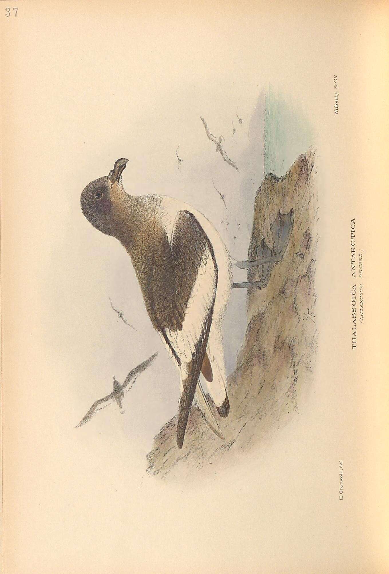 Image of Thalassoica Reichenbach 1853