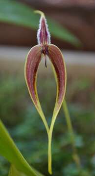 Imagem de Bulbophyllum maxillare (Lindl.) Rchb. fil.