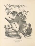 Image of koalas