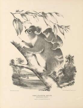 Image of koalas