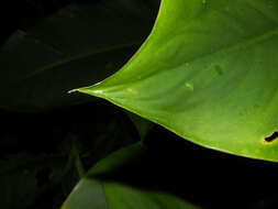 Image of Dieffenbachia aurantiaca Engl.