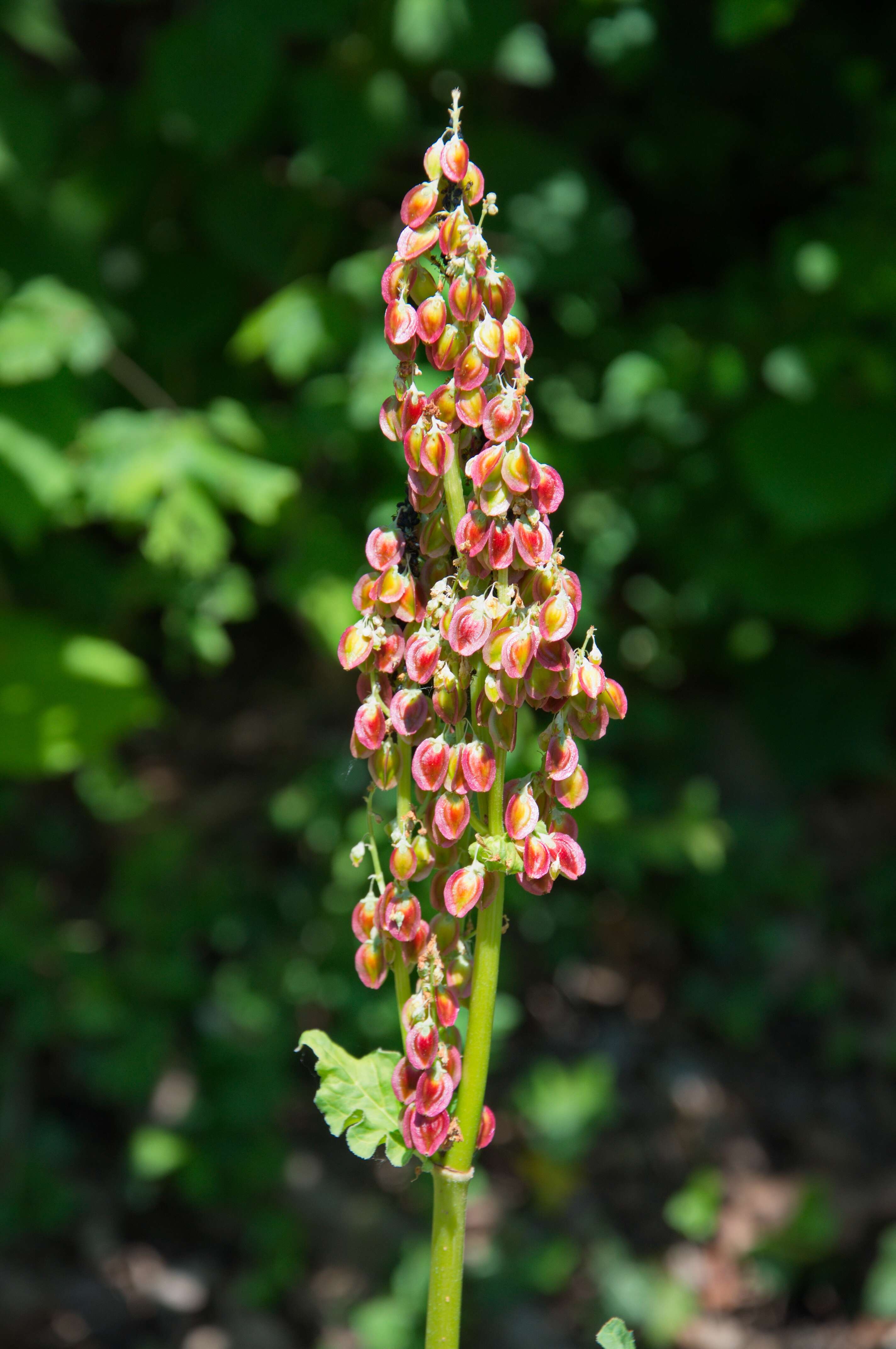 Image of Chinese rhubarb
