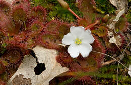 Imagem de Drosera whittakeri Planch.