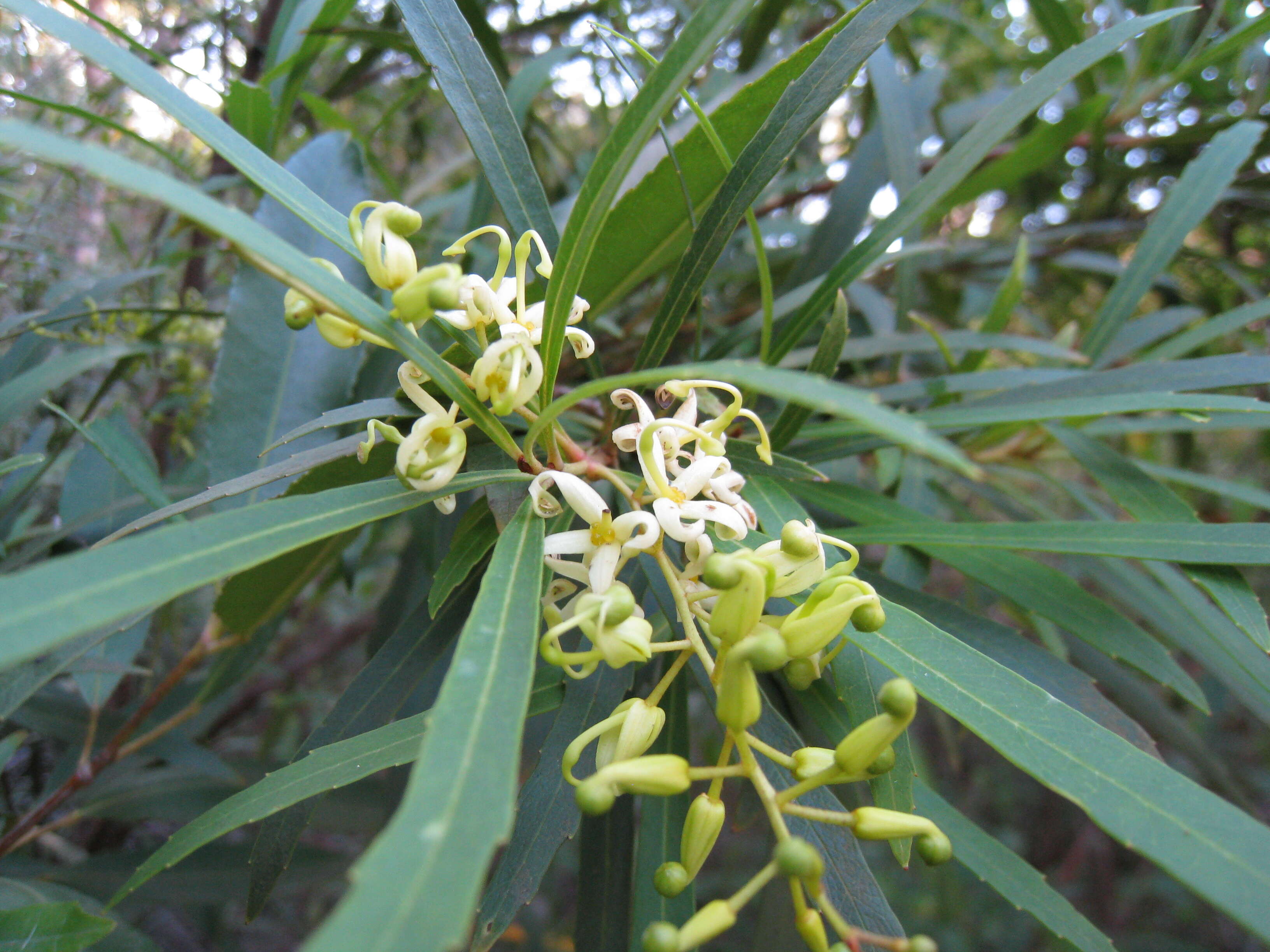 Image of Lomatia myricoides (C. F. Gaertner) Domin