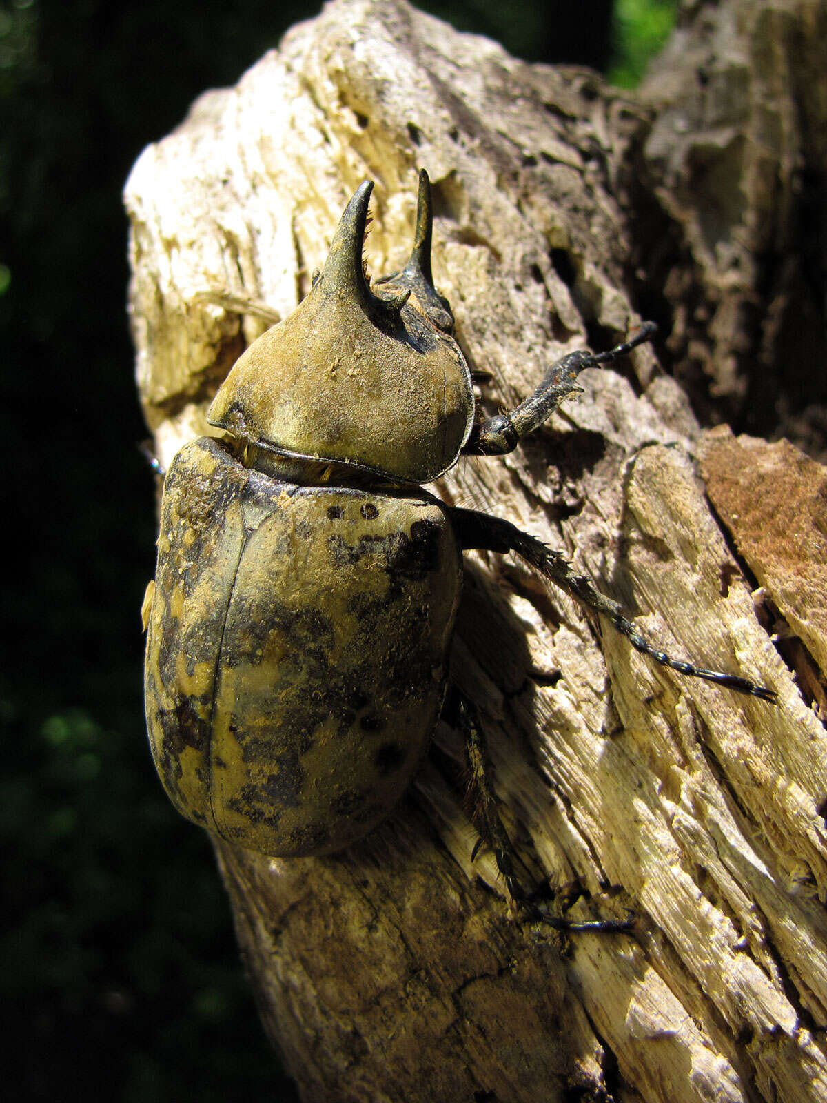 Image of Hercules Beetles