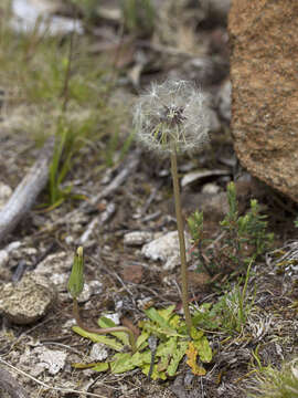 Слика од Taraxacum aristum Hagl. & G. Markl.