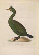 Plancia ëd Phalacrocorax Brisson 1760