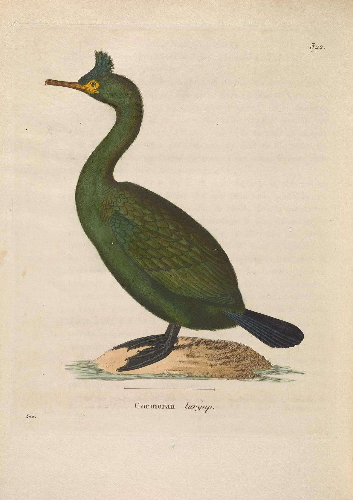 Image of Phalacrocorax Brisson 1760