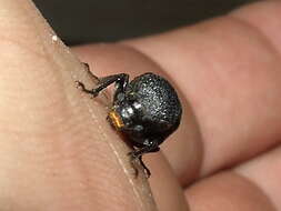 Image of horned powderpost beetles