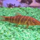 Image of Zebra Loach