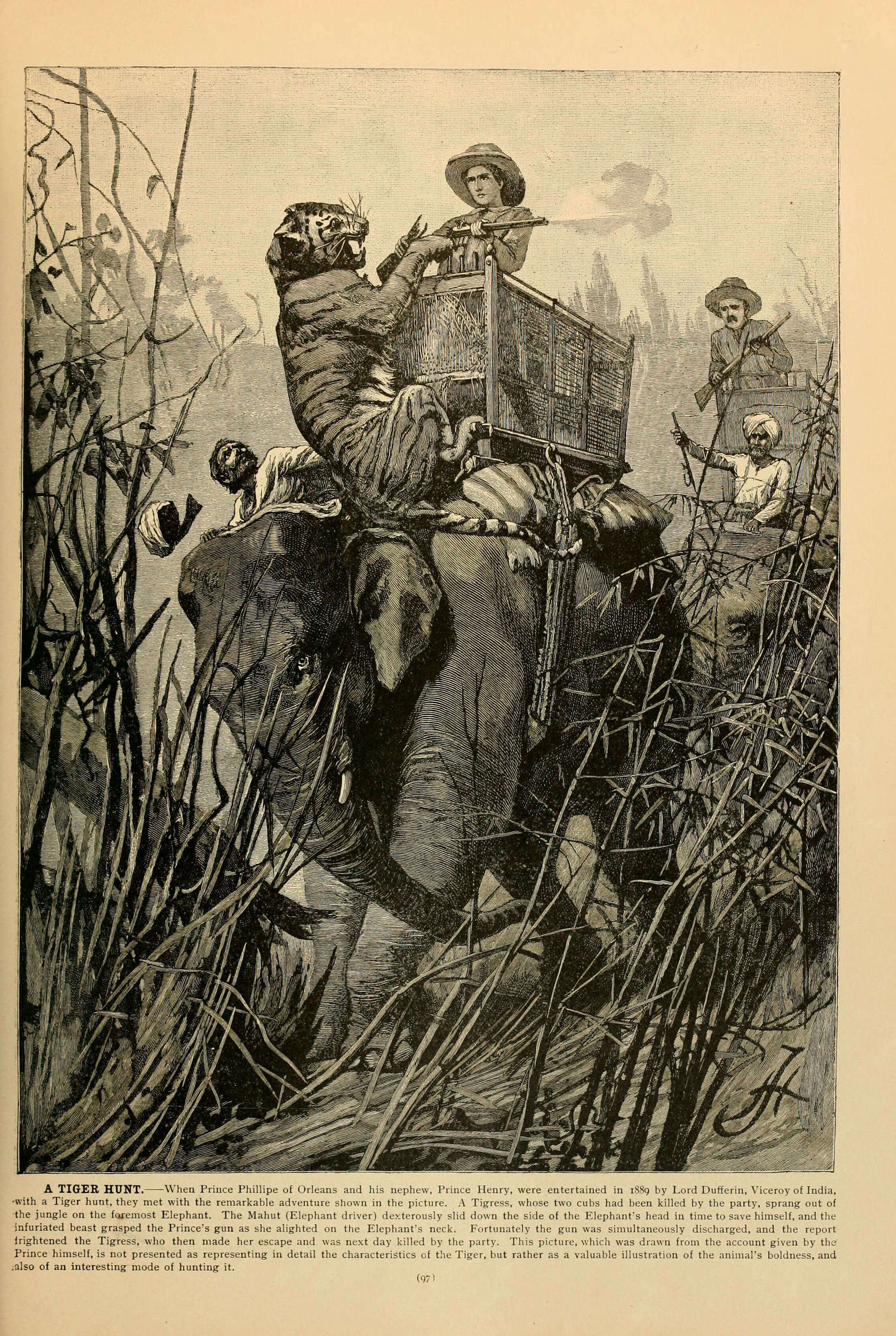 Imagem de Panthera Oken 1816