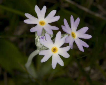 Plancia ëd Primula incana M. E. Jones