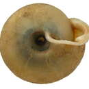 Image of Causa holosericum