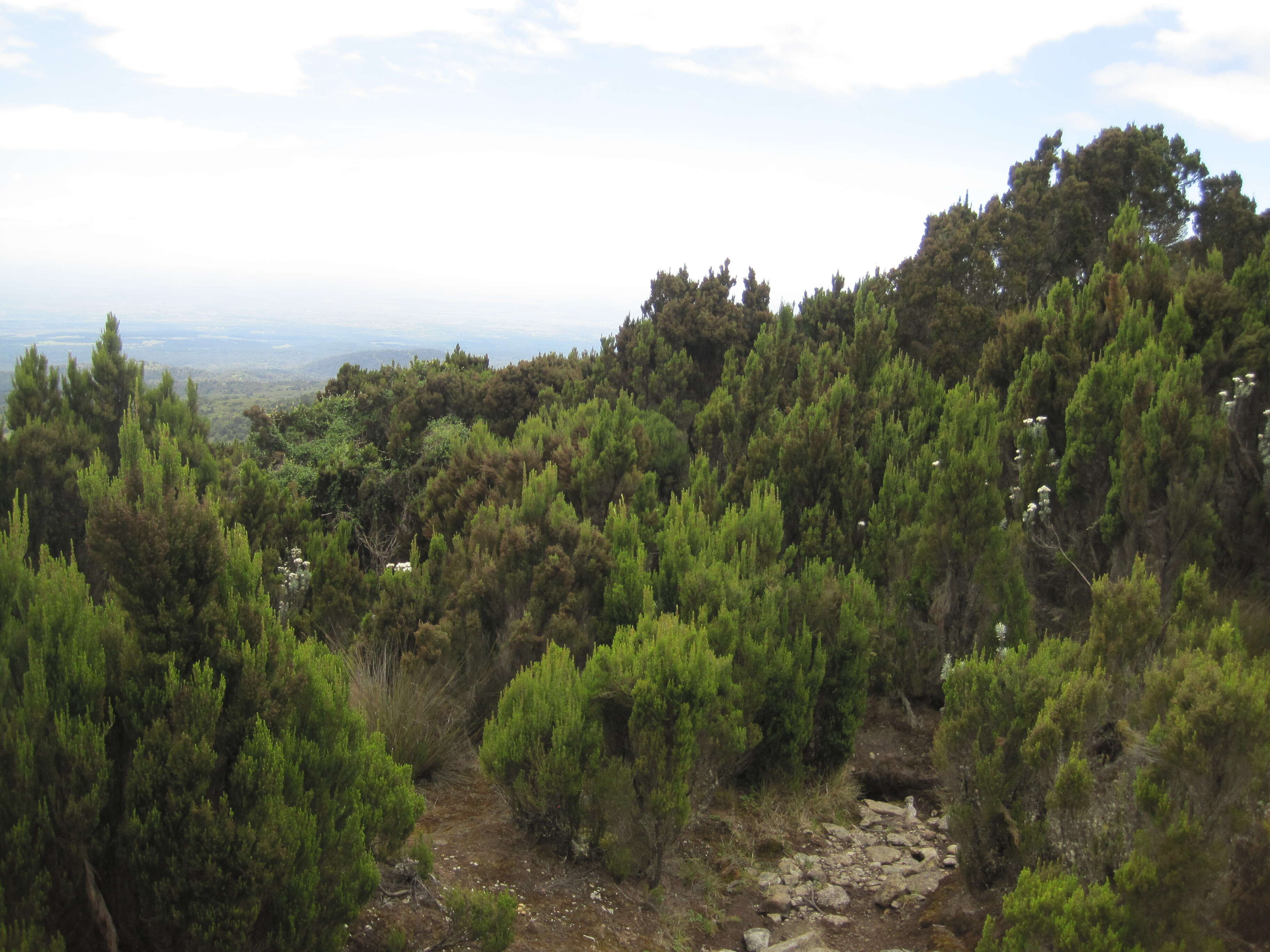 Image of Tree Heath