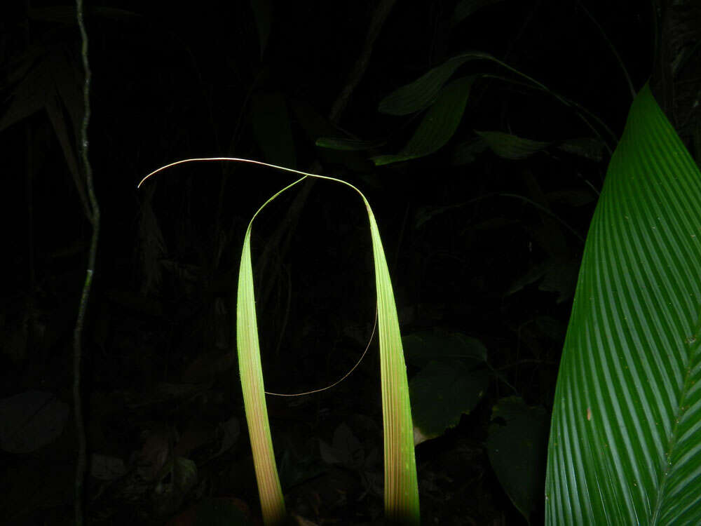 Image of Asterogyne martiana (H. Wendl.) H. Wendl. ex Drude