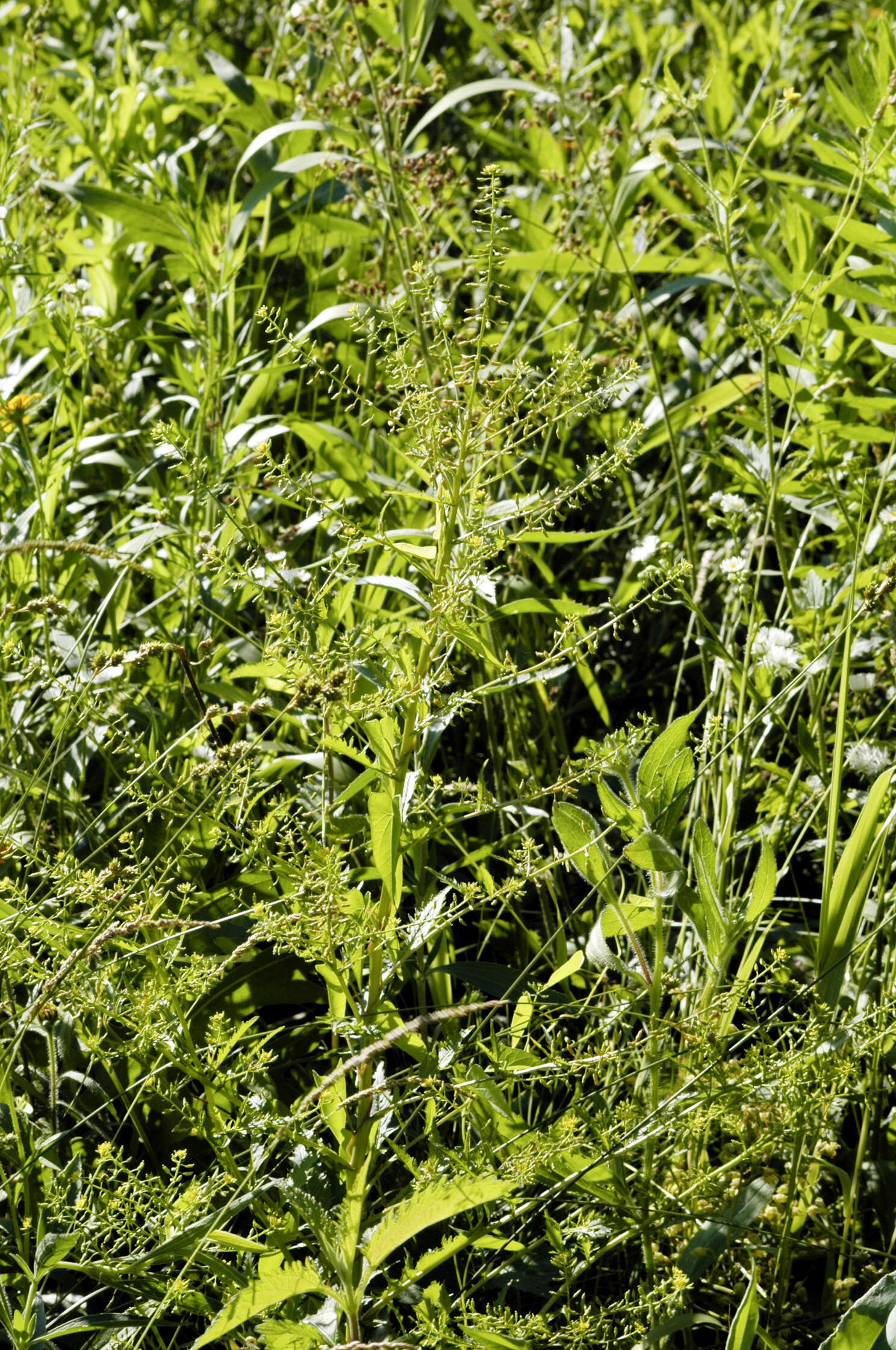 Image of Fernald's yellowcress