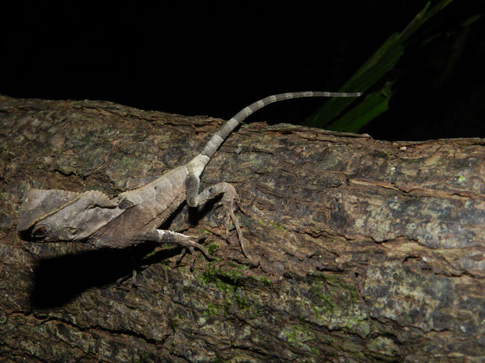 Image of helmet lizards