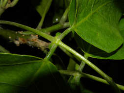 Plancia ëd Erythrina poeppigiana (Walp.) O. F. Cook